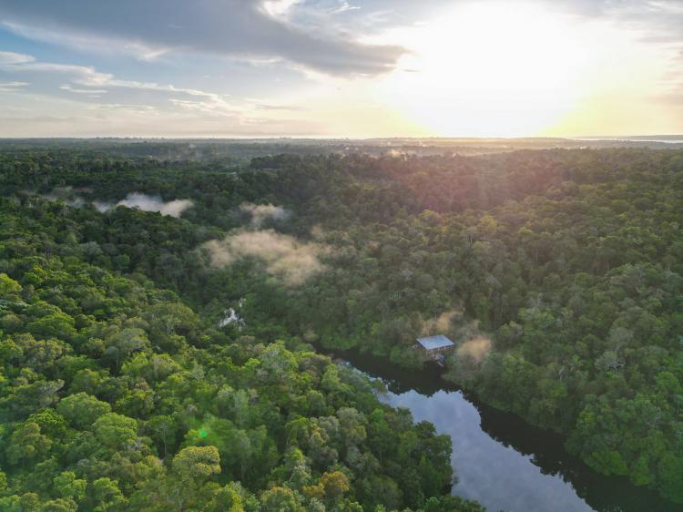 Amazonas registra queda histórica nas queimadas