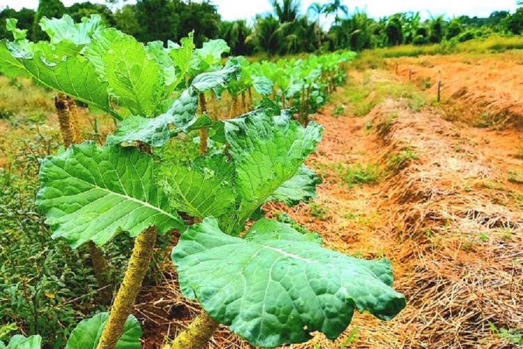Governo do Amapá investe cerca de R$ 1,4 mi na agricultura familiar de Oiapoque