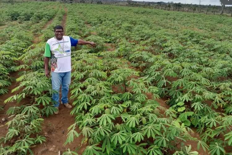 Governo do Amapá intensifica ações de controle e combate à praga vassoura-de-bruxa nos municípios afetados