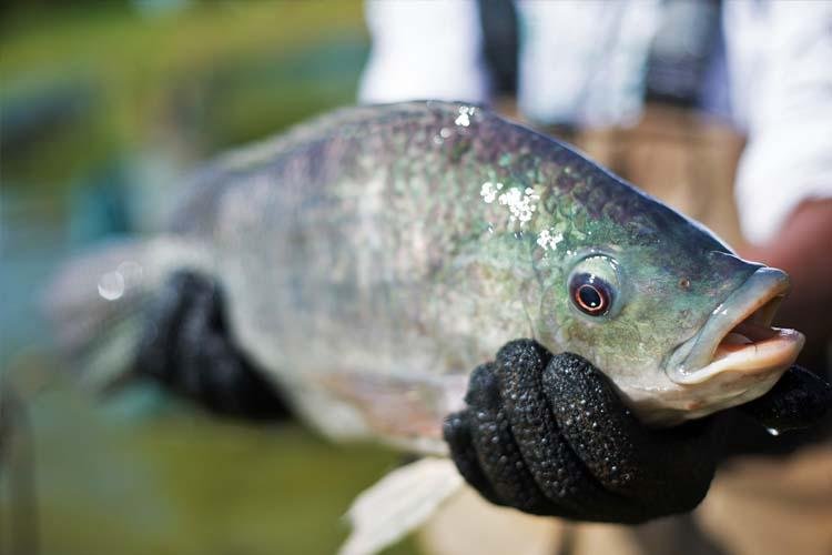 Nutrição e Saúde de Tilápias são temas de workshop no dia 15, em Jaguaribara (CE)