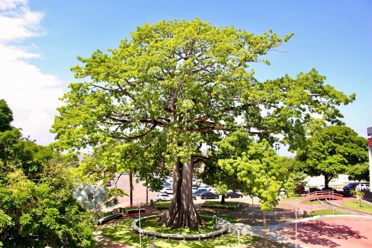 Dia da Árvore: A Samaúma Histórica do MP-AP e Sua Importância Ambiental