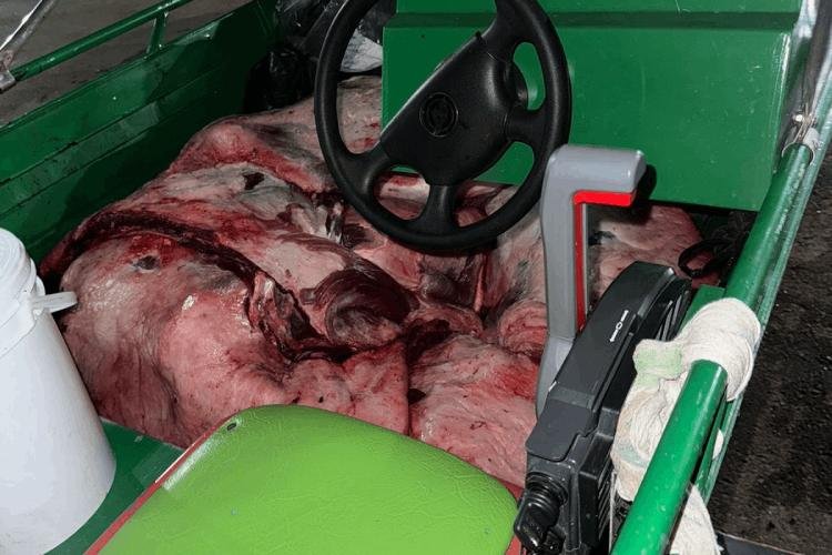 Em Cutias do Araguari, Polícia Civil apreende 450 kg de carne bubalina e prende por receptação