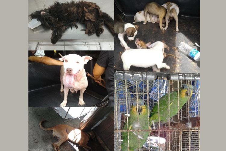 DELEGACIA DO MEIO AMBIENTE RESGATA 17 ANIMAIS QUE SOFRIAM MAUS-TRATOS E ERAM MANTIDOS EM CATIVEIRO