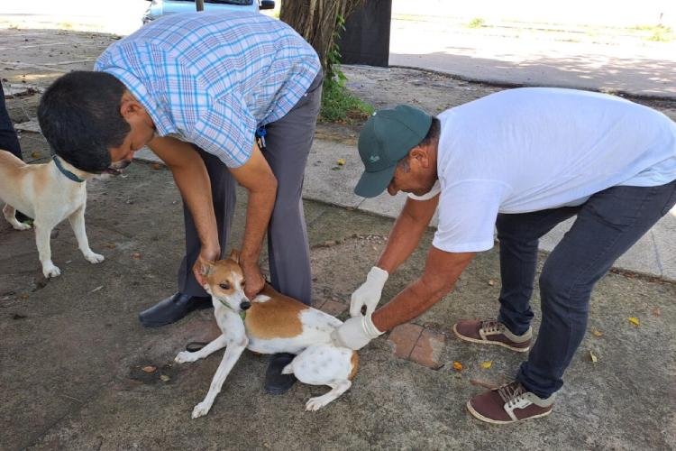 Bairro Laguinho receberá dois pontos itinerantes da Vacinação Antirrábica