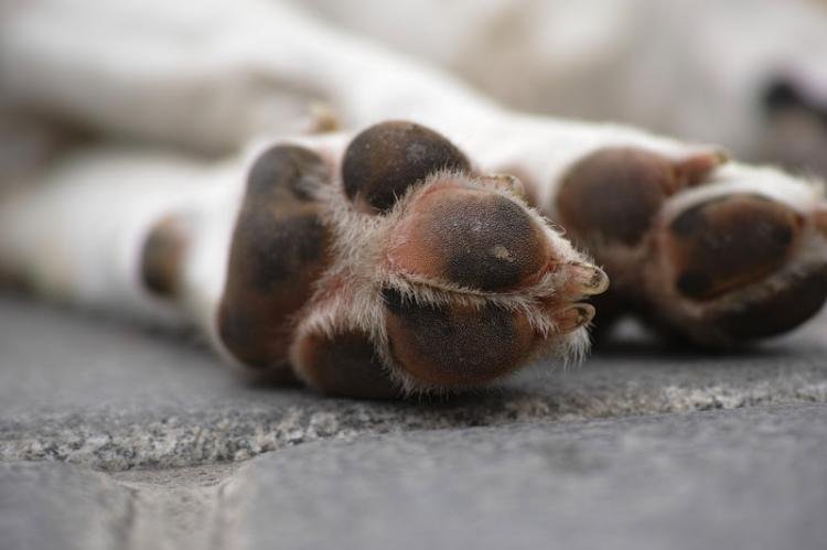 Cães e gatos podem ter hipertermia e desidratação com calor intenso; confira quais cuidados são essenciais
