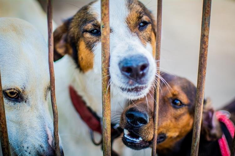 Abril Laranja: mês de prevenção contra a crueldade animal
