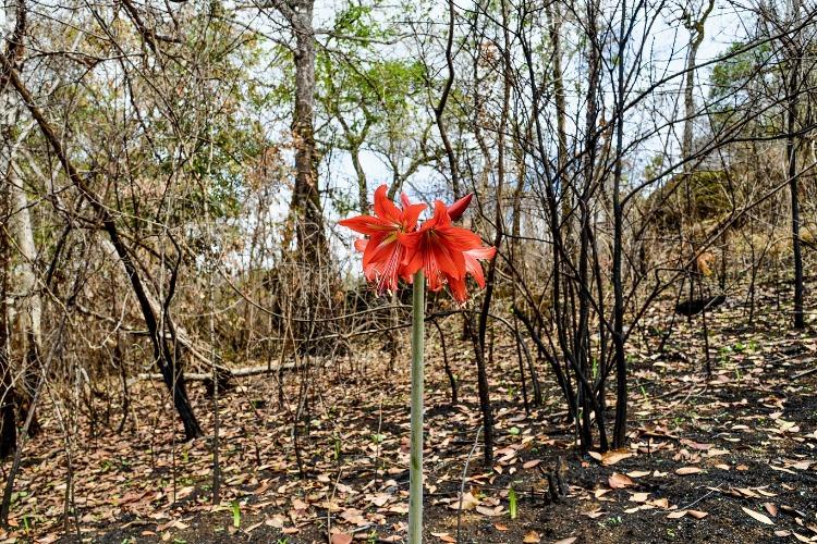 Fotógrafo e ambientalista Mário Barila realiza ações socioambientais no Amapá em parceria com o Instituto Casa Verde