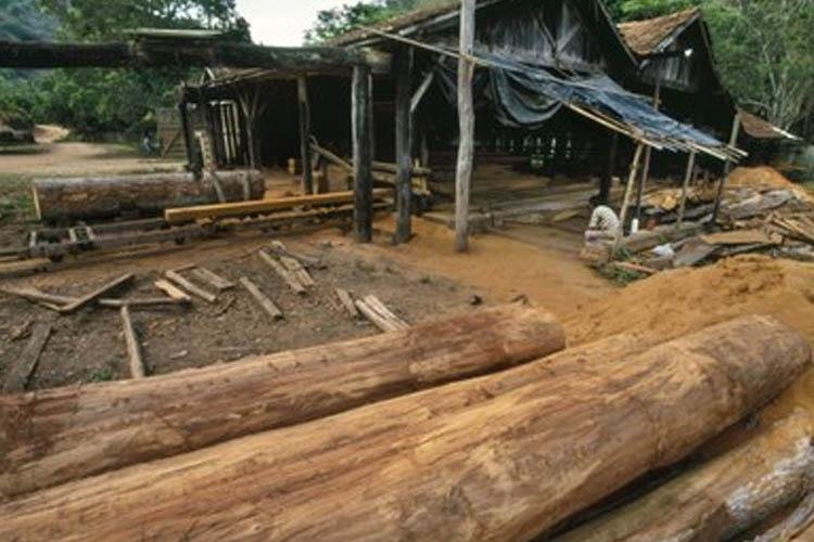 MPF obtém condenação de empresário por comércio ilegal de madeira no Amapá