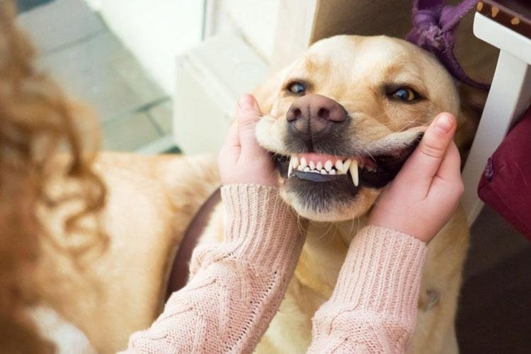 Saúde Bucal PET: Veterinário do CEUB alerta para problemas orais de cães e gatos