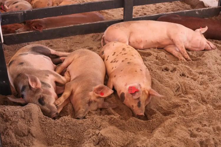 Governo do Amapá alerta produtores rurais sobre transmissão de raiva provocada por morcegos hematófagos nos rebanhos