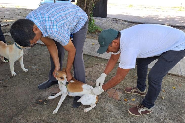 Bairro Laguinho receberá dois pontos itinerantes da Vacinação Antirrábica