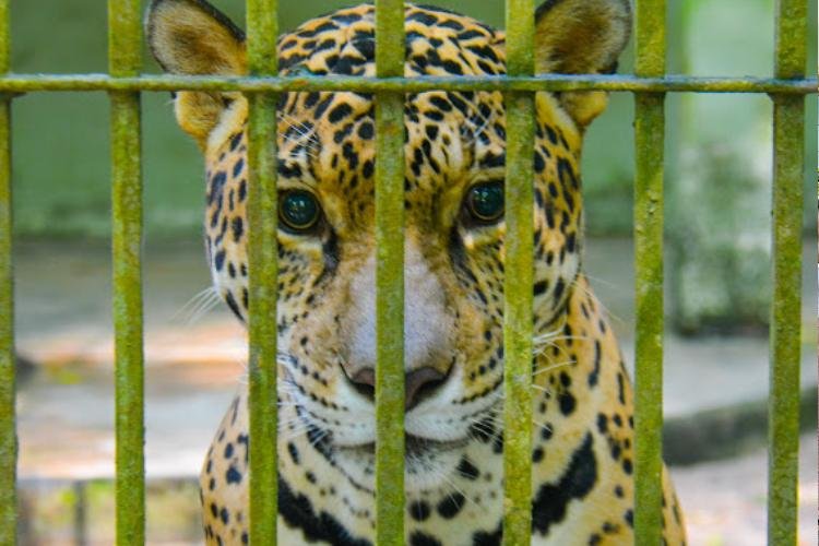 Dia internacional da Onça-pintada: Bioparque abriga espécie símbolo das matas brasileiras