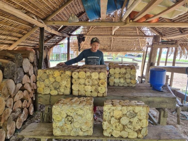 Cadeia da borracha impulsiona geração de renda na área de influência da BR-319