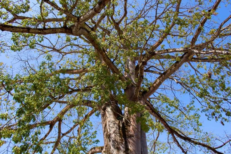 Dia da Árvore: A Samaúma Histórica do MP-AP e Sua Importância Ambiental