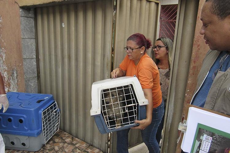 Semsa recolhe 20 cachorros de uma residência em ação com Polícia Civil