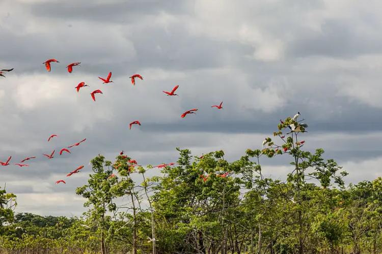 Divulgado resultado preliminar dos inscritos para o Conselho de Meio Ambiente do Amapá