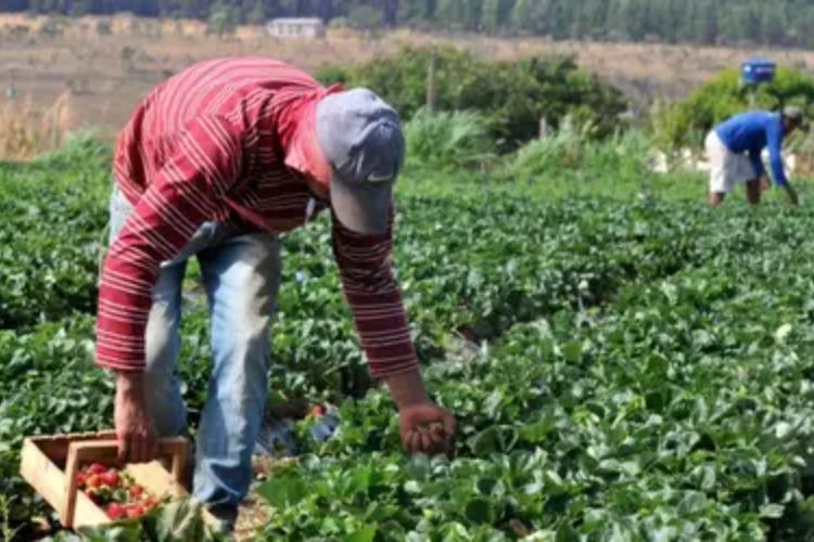 Plano Safra 2025/2026: crédito rural empresarial cresce 6% e soma R$ 316,57 bilhões