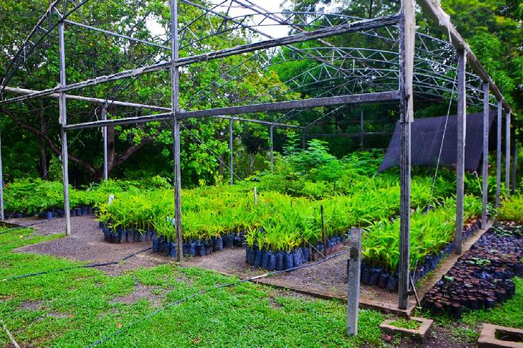 Seman realiza doação de 2 mil mudas arbóreas no Dia do Trabalhador