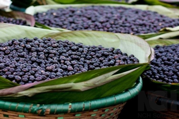 MDR promove conferência para que produtores da Rota do Açaí apresentem experiências e troquem conhecimento