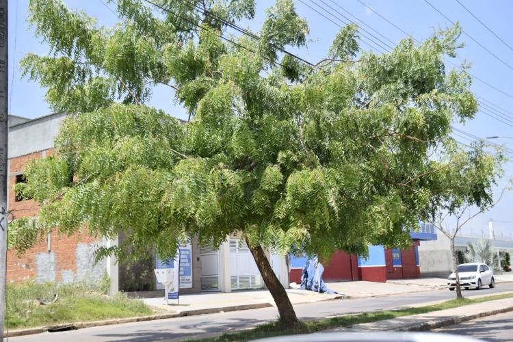 Dia da árvore: Coordenadoria de Meio Ambiente ressalta a importância do plantio de mudas