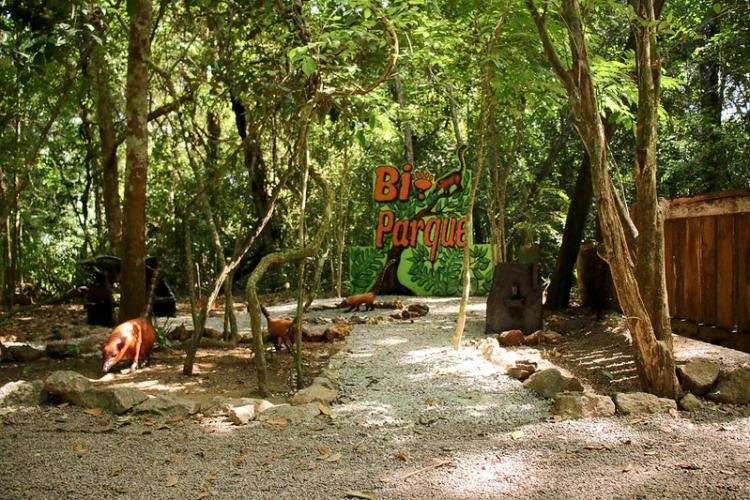 Quatis ganham novo espaço natural no Bioparque da Amazônia