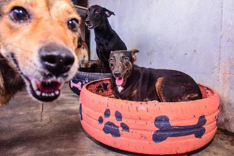 Macapá realiza vacinação itinerante e pontos fixos contra a raiva em cães e gatos