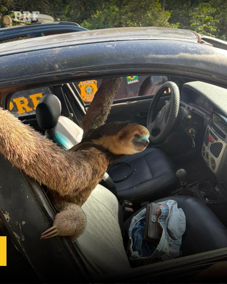PRF flagra transporte irregular de bicho-preguiça no Amapá