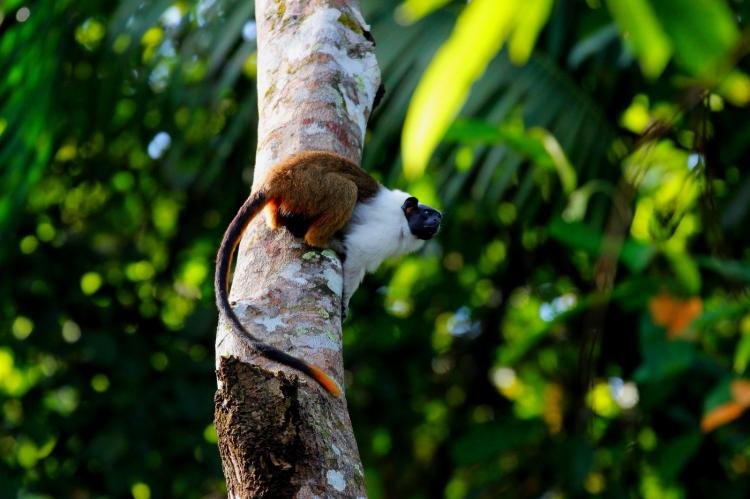 Símbolo de Manaus e gravemente ameaçado de extinção, sauim-de-coleira tem habitat reduzido a cada ano