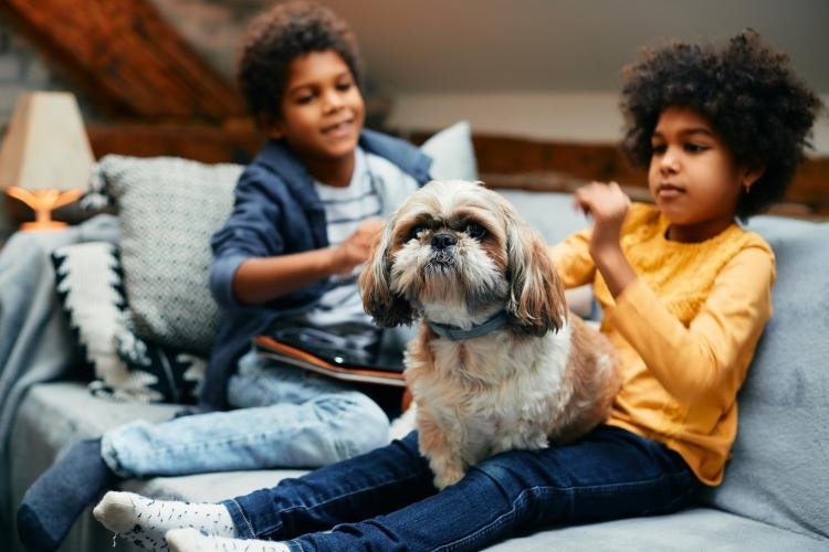 O que as crianças precisam saber antes de ter um animal de estimação