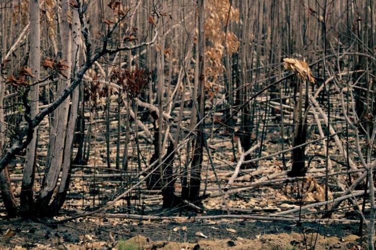 Randolfe anuncia emenda de R$2,5 milhões para combater impactos da estiagem no Amapá