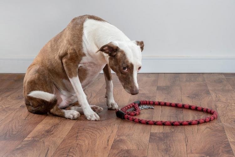 Pets também podem sofrer com ansiedade: saiba como reconhecer os sinais e o que fazer nesses casos