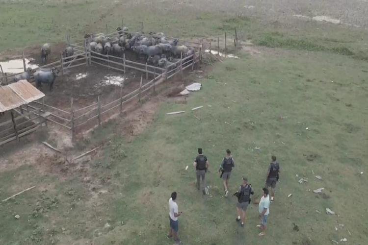 Polícias Civil e Militar recuperam gado furtado em propriedade rural de Vitória do Jari