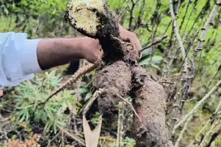 Amapá investe R$ 4,7 milhões para salvar a mandioca indígena ameaçada por praga no Oiapoque