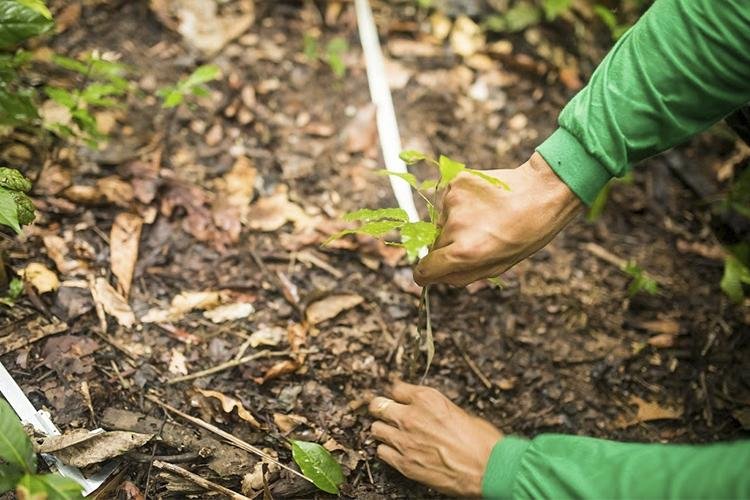  Instituto Mamirauá abre novas inscrições para bolsas de pesquisa na Amazônia