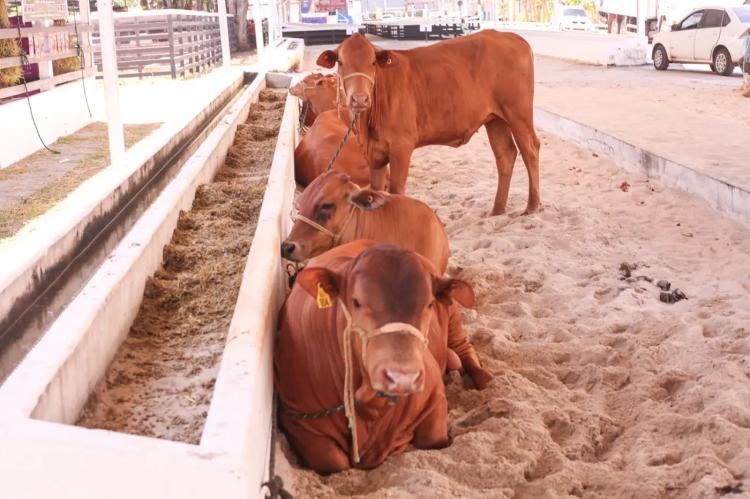 Governo do Amapá inicia campanha de Atualização Cadastral 2026 para produtores rurais
