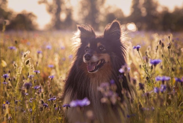 Primavera marca fase de transição com troca de pelagem dos pets, o que pode causar doenças dermatológicas