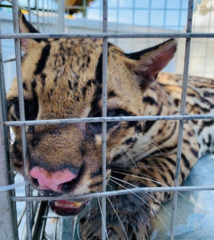 Jaguatirica morre após ser capturada por moradores na área urbana de Santana, no Amapá