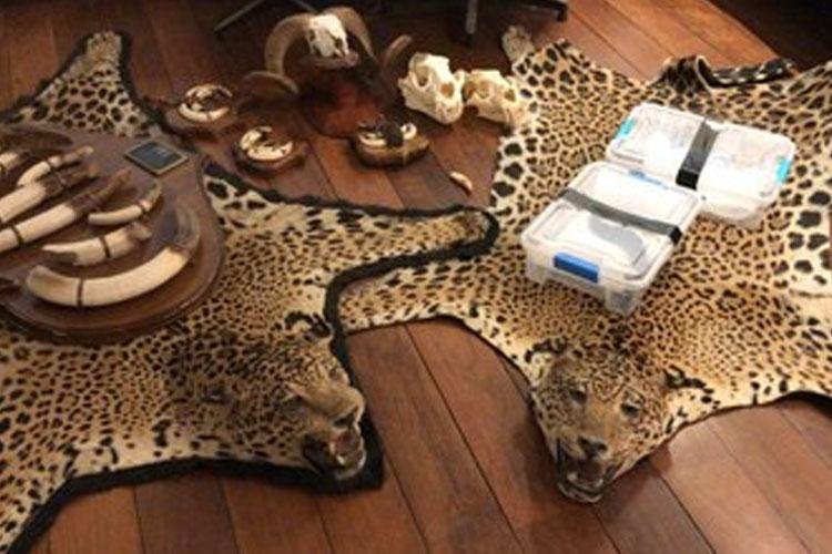 MPF e PF atuam contra organização criminosa responsável por tráfico de animais silvestres