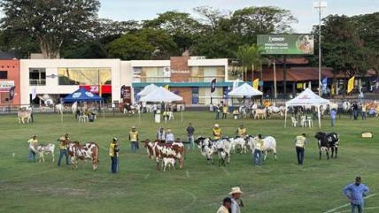 EXPOINEL: 1.096 animais Nelore participaram da Expoinel, em Uberaba, a mais importante exposição da raça