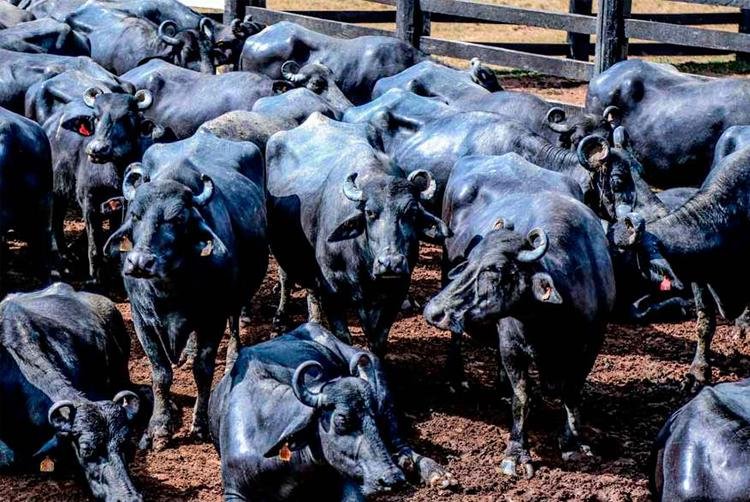Governo inicia implantação do registro genealógico de bubalinos do Amapá