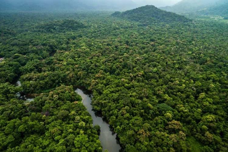 Nova lei permite a comercialização de créditos de carbono em concessões florestais