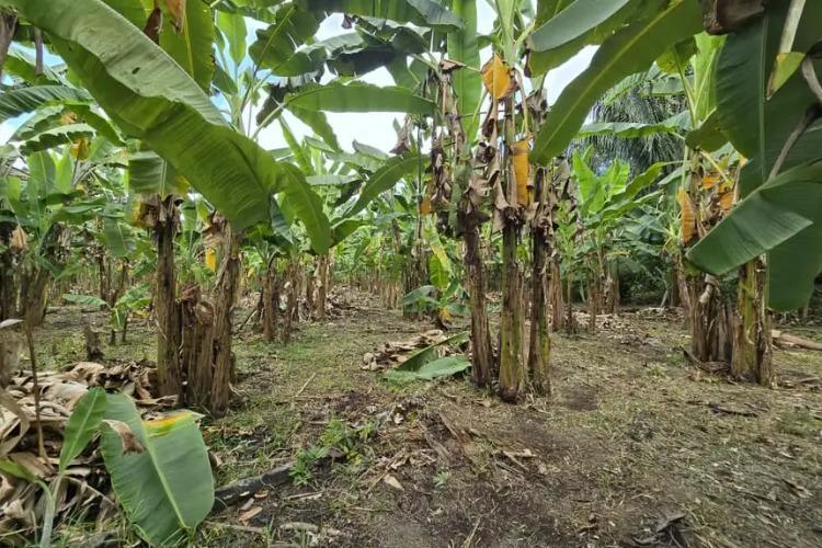 Balanço 2025: Governo do Estado impulsiona desenvolvimento rural com ações estruturantes e pioneiras para o setor agrícola amapaense