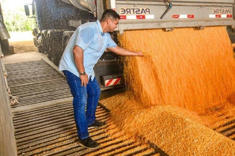 Conab registra aumento de produção de grãos no Amapá no período 2022/2023