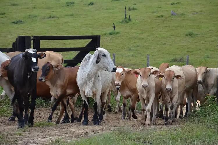Governo do Amapá alerta os produtores rurais sobre encerramento da vacinação semestral contra brucelose em rebanhos