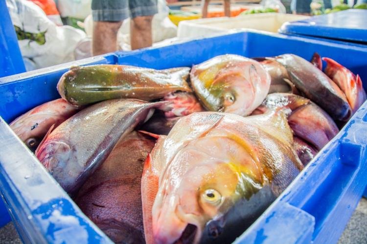 Programa Peixe Popular: 50 toneladas de pescado disponíveis a preços populares na Semana Santa