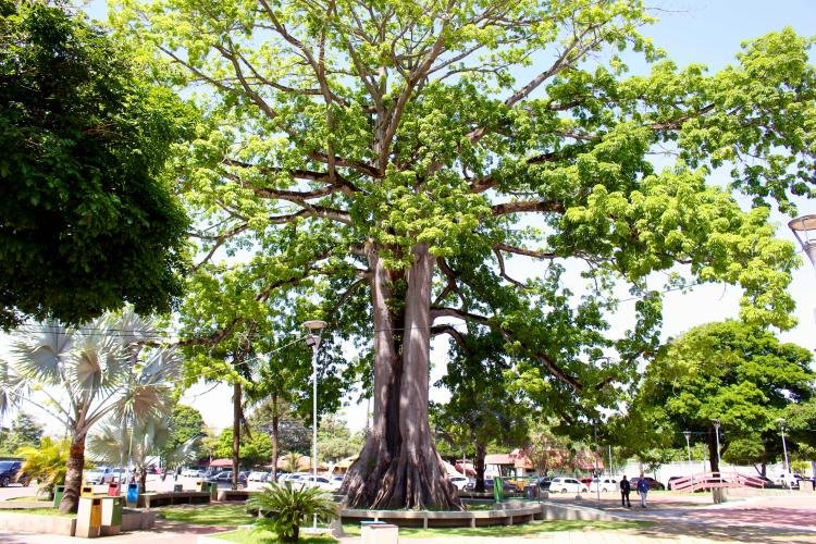 Dia da Árvore: A Samaúma Histórica do MP-AP e Sua Importância Ambiental