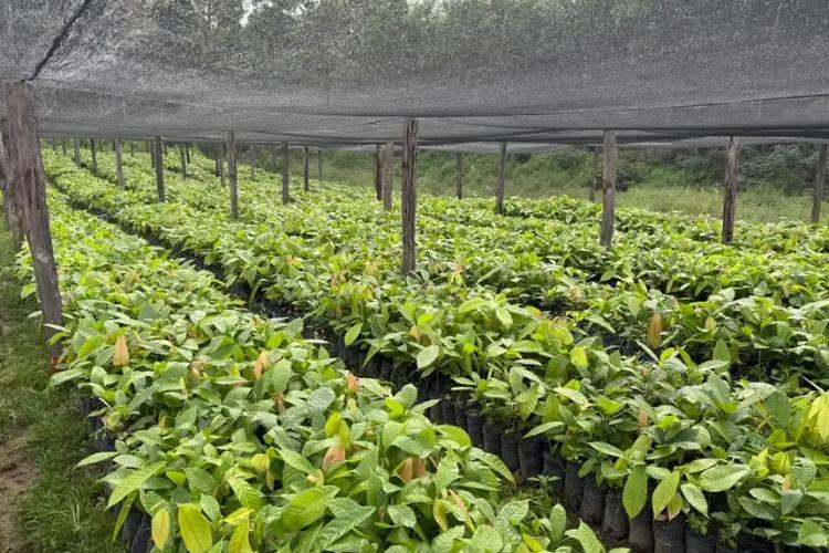 Governo do Amapá impulsiona agricultura familiar com entrega de 15 mil mudas de cacau em Tartarugalzinho