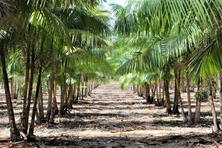 Embrapa faz pesquisa aberta sobre sua atuação no desenvolvimento do setor produtivo do Amapá