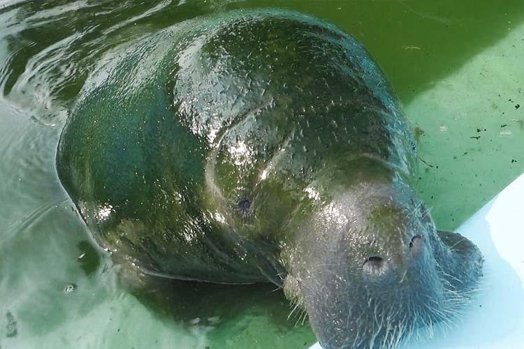 BIOPARQUE DA AMAZÔNIA E IBAMA ESTABELECEM PARCERIA INSTITUCIONAL PARA RECEBIMENTO DE ANIMAIS
