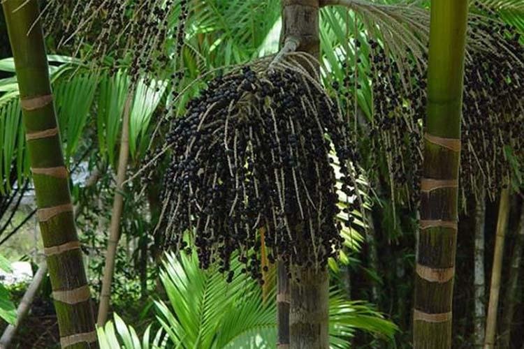 MIDR vai ao Amapá para fomentar Rota do Açaí no Arquipélago do Bailique
